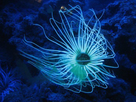 Aquarium du Biodiversarium